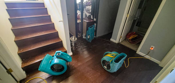 Best Flood damage cleanup  in Micco, FL