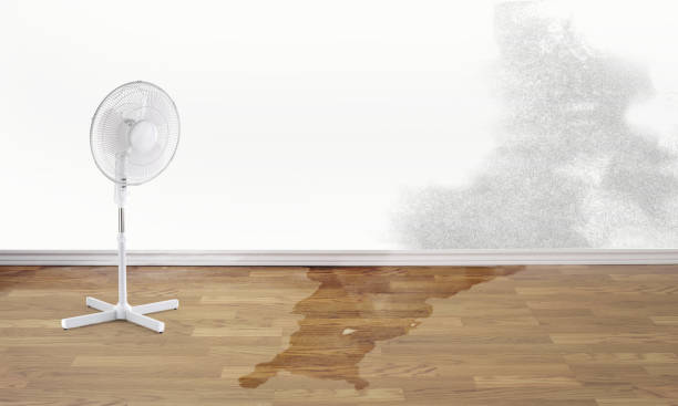 Best Carpet water damage restoration  in Micco, FL
