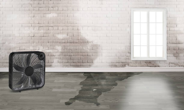 Best 24-hour water damage restoration  in Micco, FL
