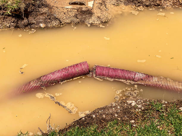 Best Mold removal after water damage  in Micco, FL